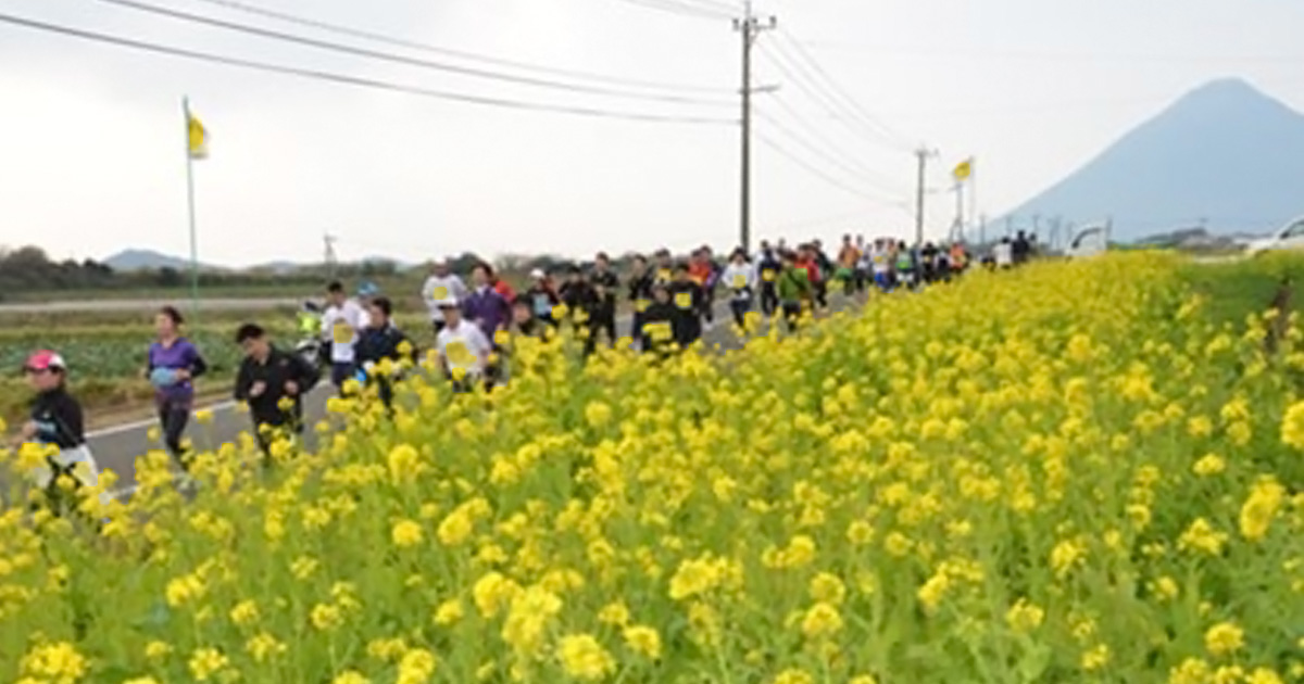 菜の花マラソン